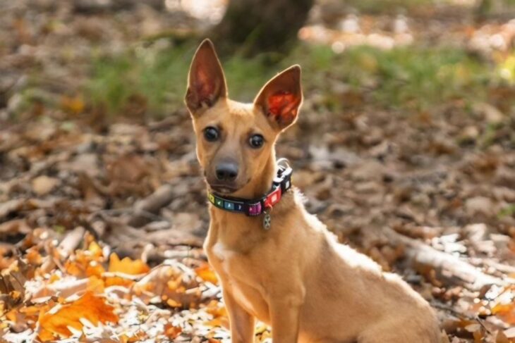 ОБЩАЯ ЗАПОВЕДЬ МИЛОСЕРДИЯ